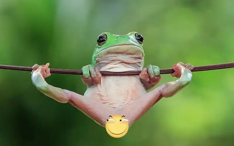 动物圈的那些劈腿高能瞬间_哔哩哔哩_bilibili