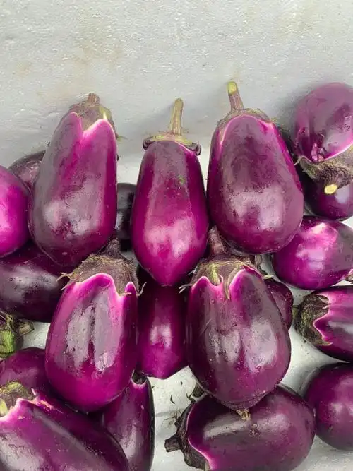 湖南长沙浏阳市茄子 3.80元/斤长沙浏阳本地圆茄