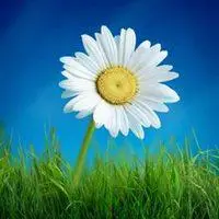 微信头像菊花大全唯美【点击鼠标右键下载】