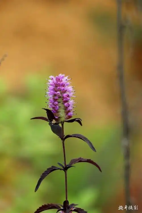 鲁班造锯的植物——海州香薷