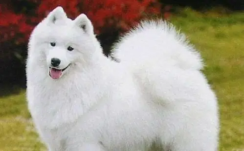 世界上十大绝不咬人的狗 金毛/拉布拉多/萨摩耶三种最受欢迎