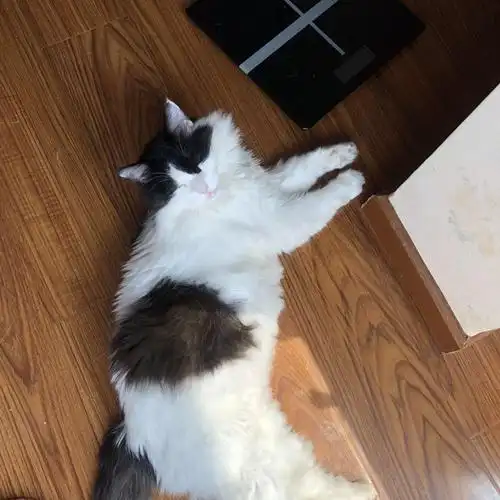 黑白土猫求领养