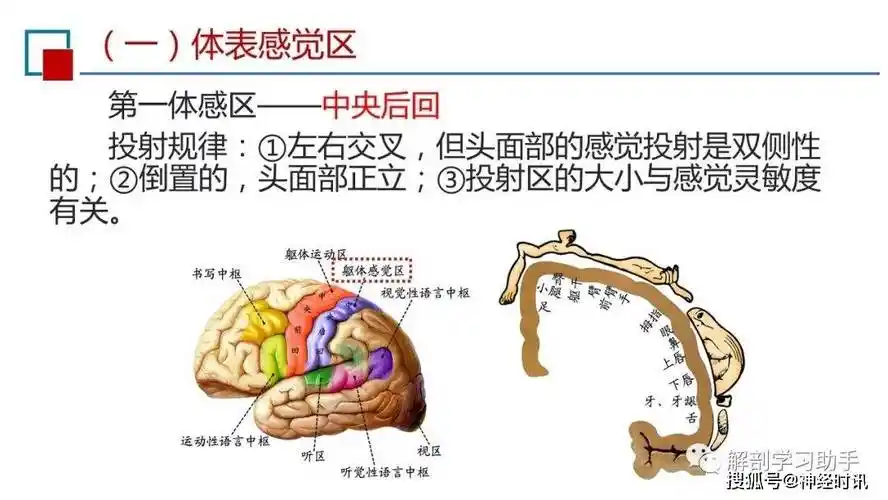 神经系统的感觉功能