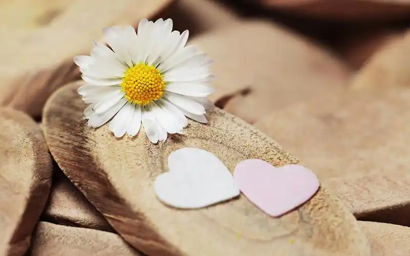 小雏菊清新花卉图片桌面壁纸