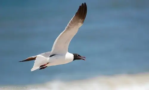 飞翔海鸥图片