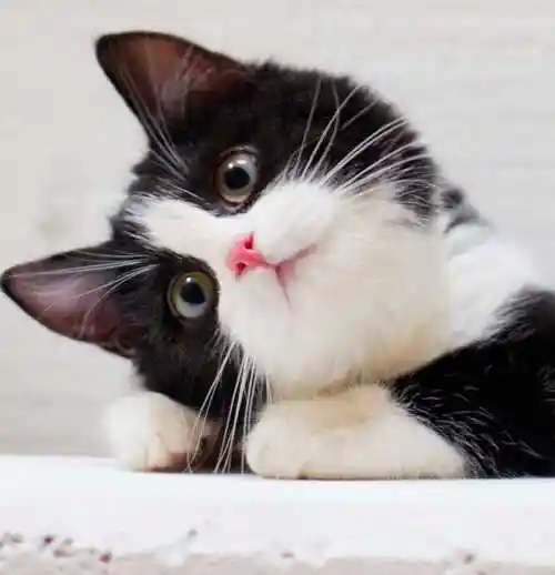 (挺乖巧可爱啊!)先看这只调皮小猫,放松一下准备发车了!