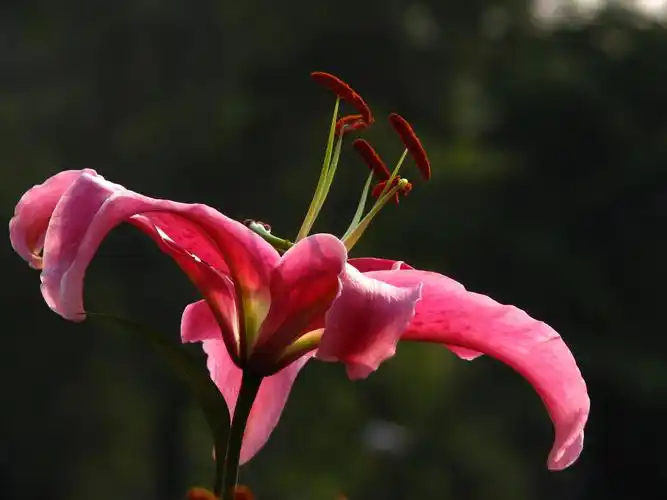 香水百合_香水百合寓意