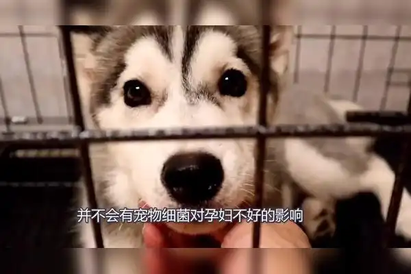 美女怀孕5个月狗狗总蹭她肚子做了产检后家人不淡定了