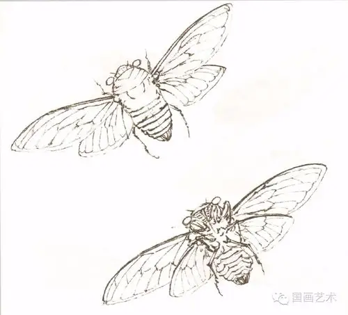 图文教程蝉的工笔及写意画法