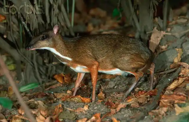 mouse deer at night