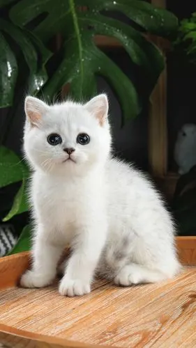 英短银渐层,两弟弟两妹妹