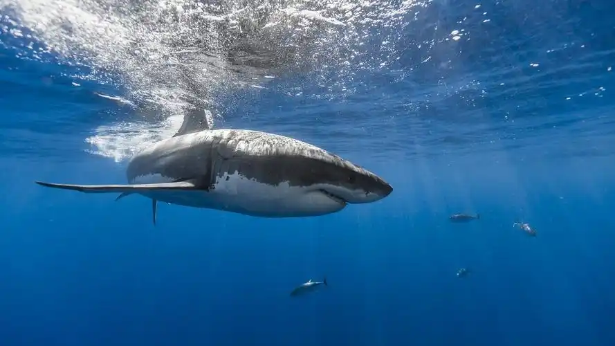 霸气深海大鲨鱼高清桌面壁纸_动物壁纸_壁纸下载_美桌网