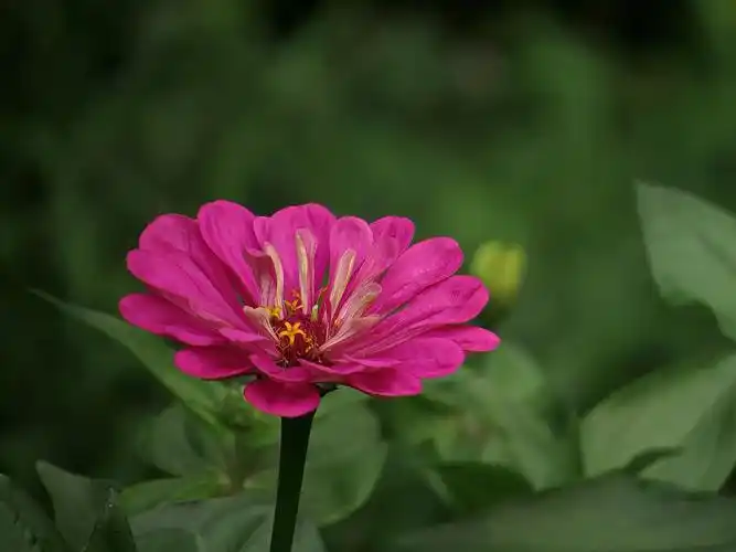 百日草花卉图片鲜花花朵花卉百日草百日菊
