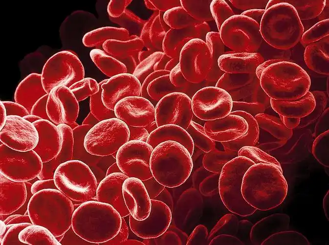 红细胞平均血红蛋白浓度