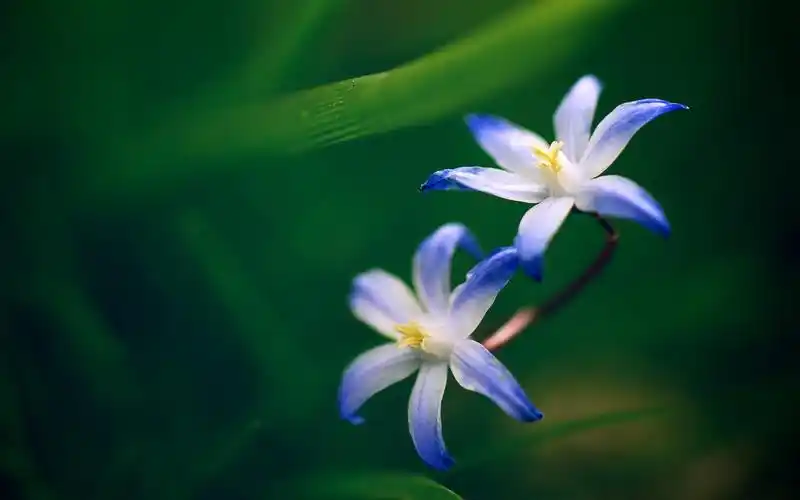 小清新花朵护眼桌面壁纸