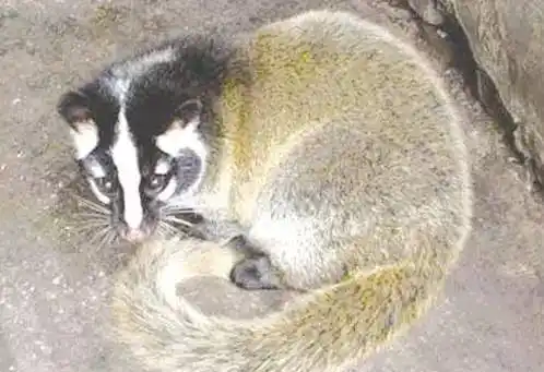 好险47只世界濒危动物在武宣获解救放生