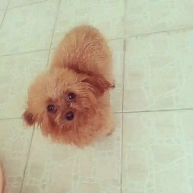 连胖胖狗子都这么好看这么嫩这么多毛,揉捏揉捏9898