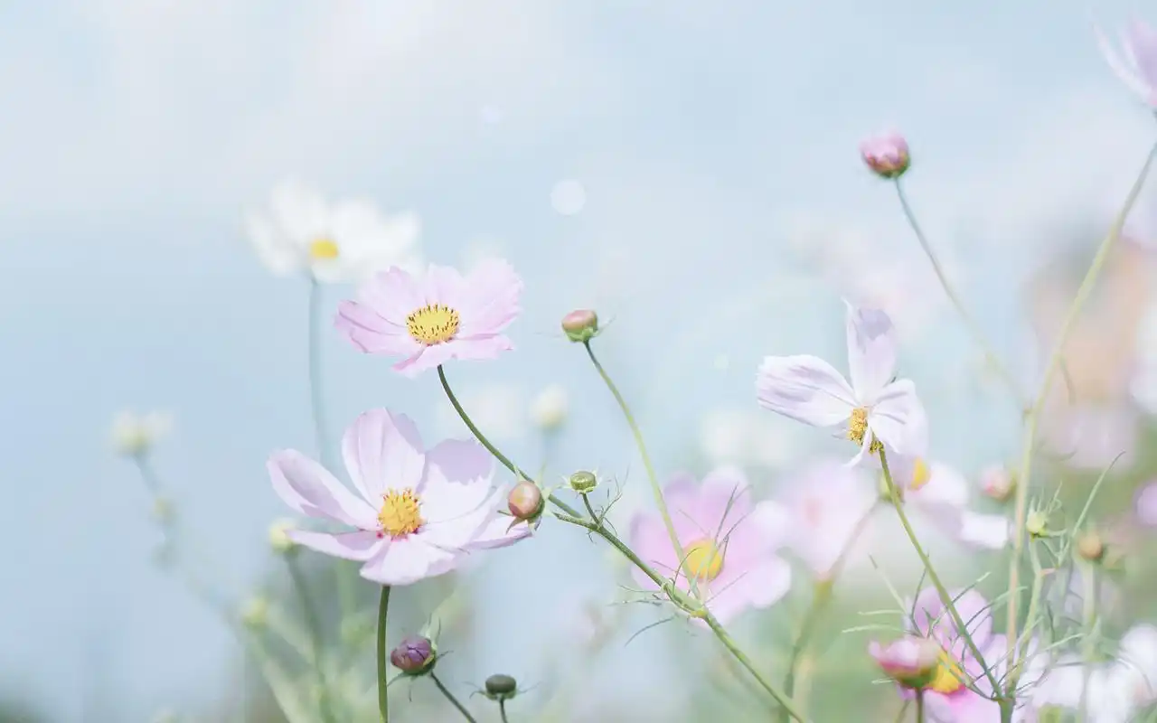 小清新简单唯美高清图片桌面壁纸