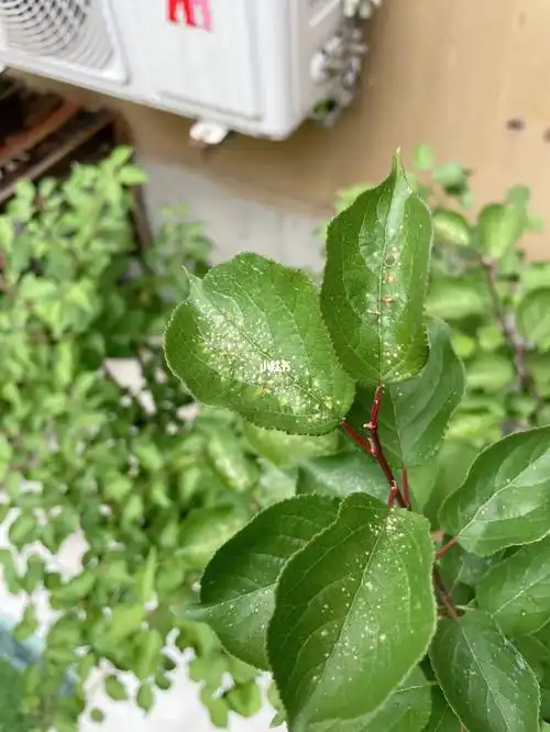 红梅树的叶子上这种被虫咬的小点是什么虫啊?