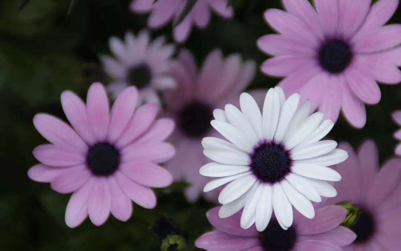 小清新养眼花卉高清桌面壁纸