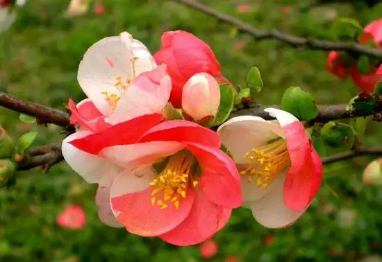 海棠的品种介绍与花卉图片大全