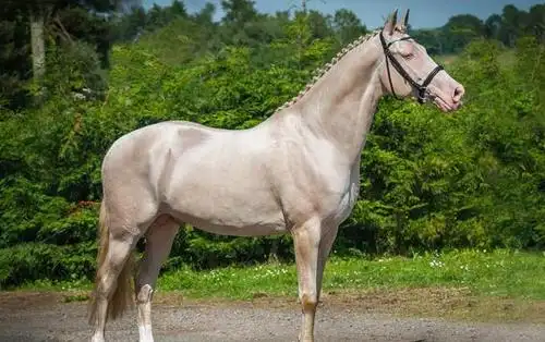 在很长一段历史时期内,汗血宝马都是我国社会中优良马种的代名词,那么