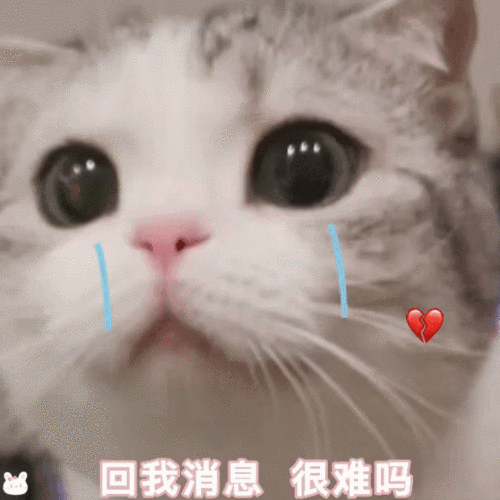 表情包可爱萌宠gif