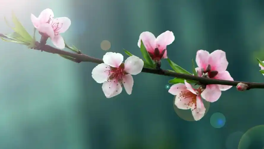 美丽的桃花1920x1080分辨率查看