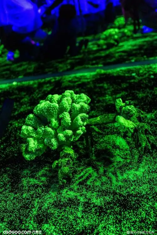 《国家地理·深蓝》2.0海洋沉浸式体验互动展