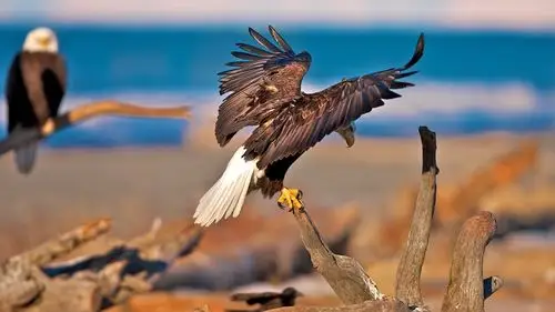 翱翔的鹰,高清图片,电脑桌面-壁纸族