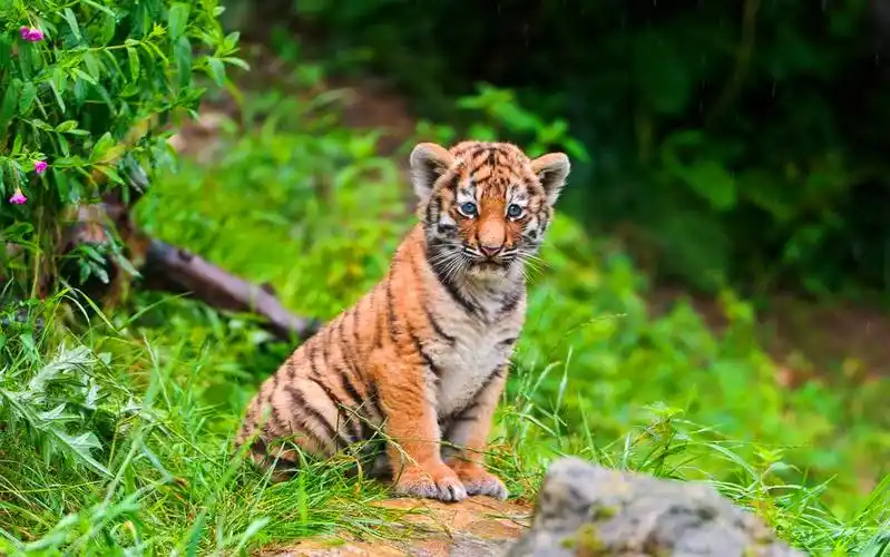 呆萌可爱的小老虎,可爱的同时又不失霸气,他们天生就注定要成为一个