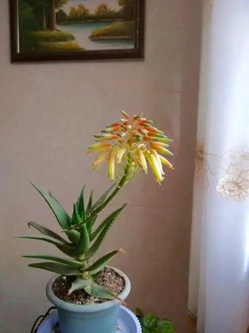 我家的芦荟开花了～