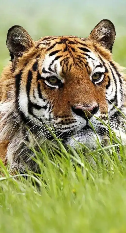 网易首页>网易号>正文申请入驻>660_1217竖版 竖屏