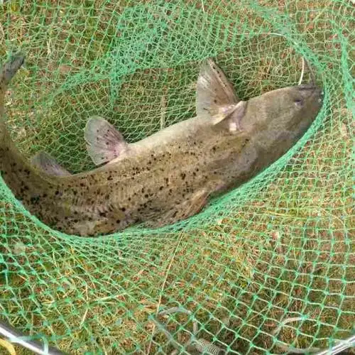 险峻的废弃水坝下暗藏珍稀剑鱼十斤大的价值一月工资