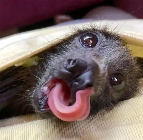 蝙蝠救援组织发布了可爱的蝙蝠照片,以展示它们实际上是多么无害_地球