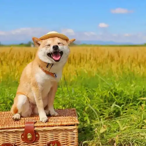 不然为什么总能笑的这么开心!-搞笑频道-手机搜狐