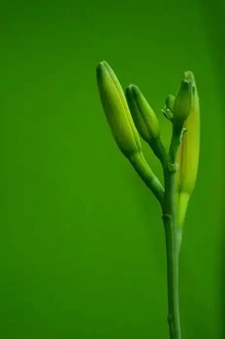 绿色背景图,绿色背景图卡通(护眼壁纸:绿色清新背景图)