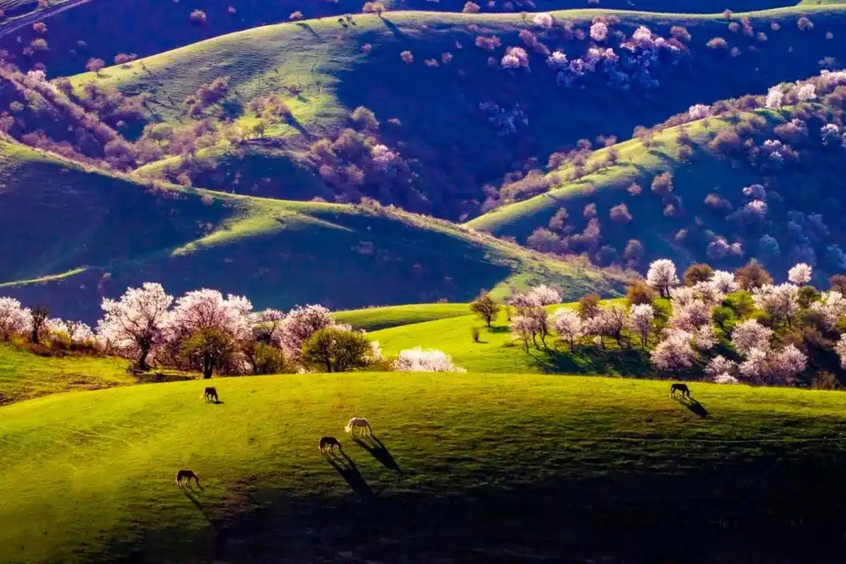霍城大西沟福寿山的杏花 02@文旅中国02
