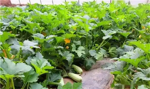 西葫芦种植技术与管理方法