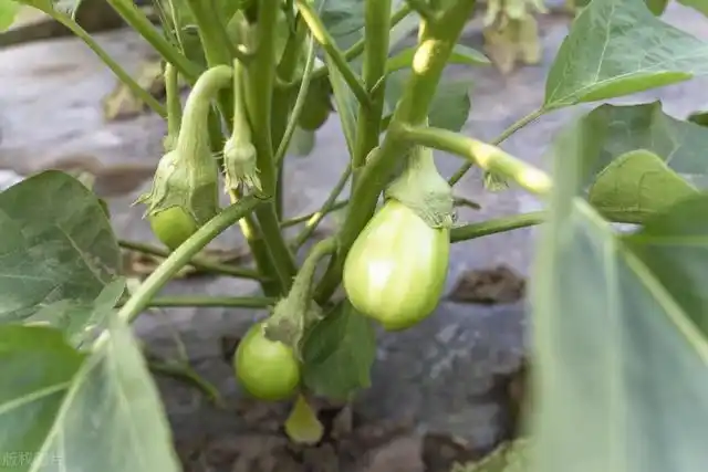 茄子是一种古老的植物,早在2000多年前,我国就有栽培茄子的历史了;据