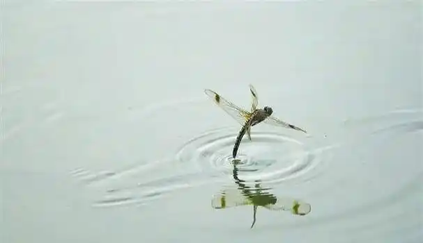 飞行王者——蜻蜓,竟是科学界研究多年的未解之谜|蜻蜓|飞行|翅膀_新