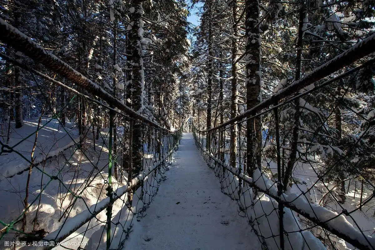 长白山地下森林