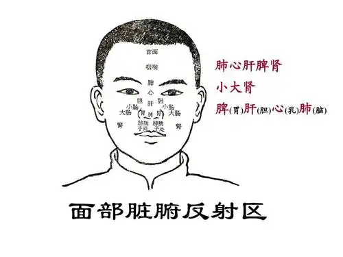 面部脏腑反射区