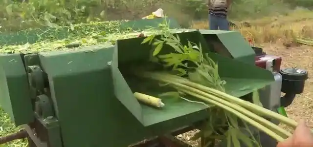 湖南省成功研制直喂式苎麻剥麻机