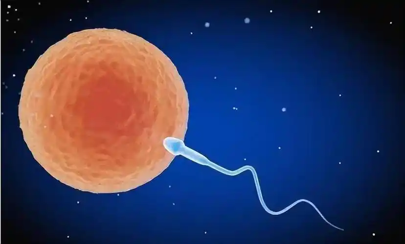 怀孕几个月一般能显怀,胎儿在孕妈肚里状态你知道吗?