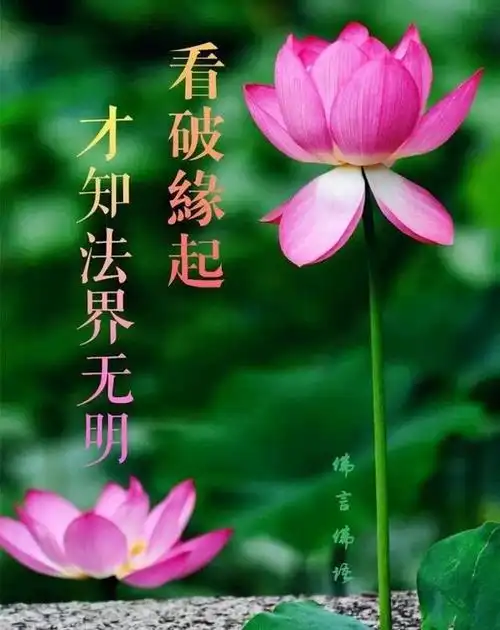 一句佛语点透人生,心灵禅语经典语录