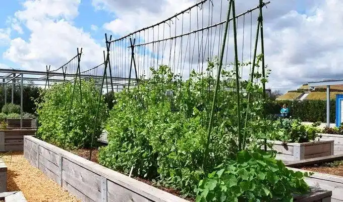 [分享]菜园变花园,太惬意了!