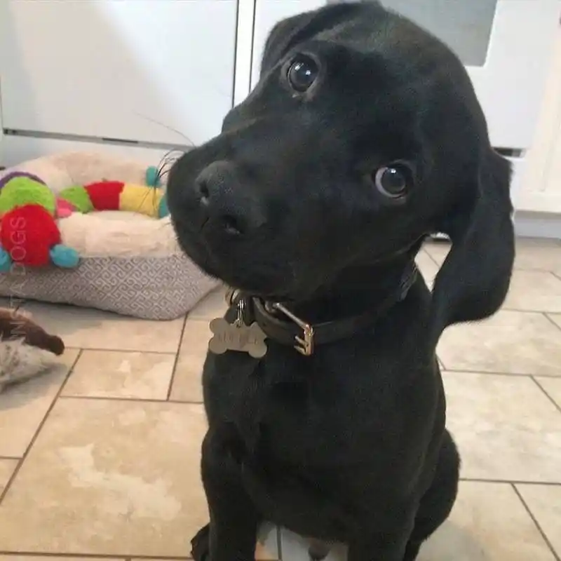 2019年新款萌宠歪头杀你选择哪一款