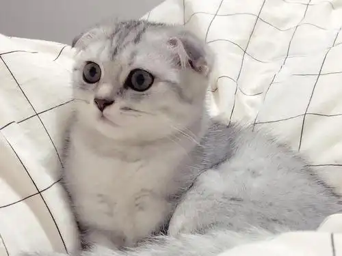 已带走-英短折耳银渐层宝宝三个月求带走