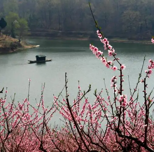 山清水秀 泛舟 桃花